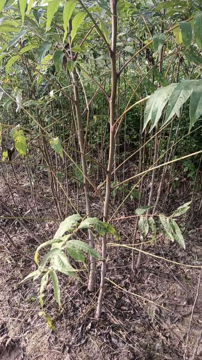 臭椿树苗，一年苗，需要联系我