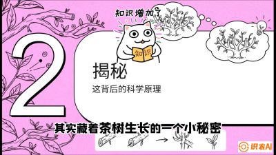 第04节（修剪篇）：树势复活术：从&ldquo;越剪越弱&rdquo;到&ldquo;枝繁叶茂&rdquo;的能量管理与夏秋茶逆袭，课程：《茶金时代：从&ldquo;看天吃饭&rdquo;到&ldquo;精准控局&rdquo;的茶叶高产提质实战课》