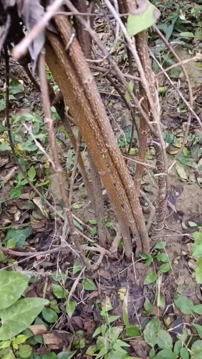 出售药用连翘苗，科研五号优质种苗，2/5年苗，药用连翘树，挂果树，全国包邮到家！财富密码18534302961出售药用连翘苗，科研五号优质种苗，2/5年苗，药用连翘树，挂果树，全国包邮到家！财富密码1