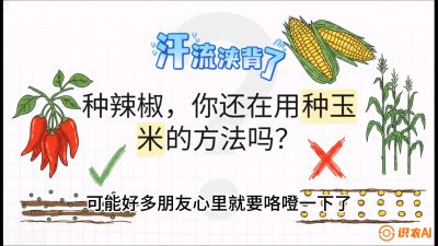 第1节：【品种定江山】工业辣椒vs小米辣：底肥公式与密度陷阱的&ldquo;百万生意经&rdquo;，课程：《辣椒种植实战特训营，从工业辣椒到精品小米辣，教你如何把&ldquo;草&rdquo;种成&ldquo;金&rdquo;》