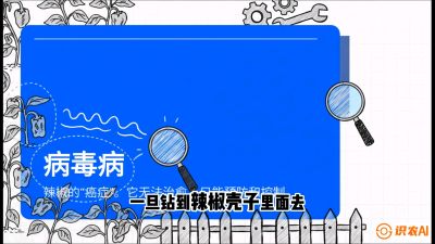 第5节：【病毒病阻击】辣椒的&ldquo;癌症&rdquo;怎么治？从&ldquo;绝收恐慌&rdquo;到&ldquo;带毒生产&rdquo;的逆转术，课程：《辣椒种植实战特训营，从工业辣椒到精品小米辣，教你如何把&ldquo;草&rdquo;种成&ldquo;金&rdquo;》