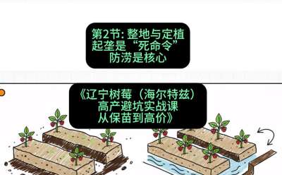 第二节： 整地与定植&mdash;&mdash;起垄是&ldquo;死命令&rdquo;，防涝是核心，课程：《辽宁树莓（海尔特兹）高产避坑实战课：从保苗到高价》