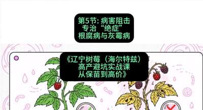 第五节： 病害阻击&mdash;&mdash;专治&ldquo;绝症&rdquo;根腐病与灰霉病，课程：《辽宁树莓（海尔特兹）高产避坑实战课：从保苗到高价》