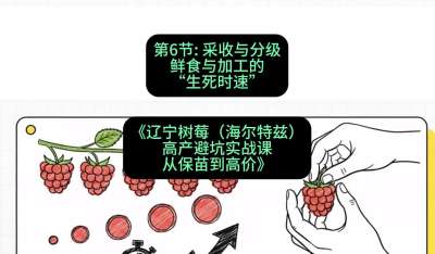 第六节： 采收与分级&mdash;&mdash;鲜食与加工的&ldquo;生死时速&rdquo;，课程：《辽宁树莓（海尔特兹）高产避坑实战课：从保苗到高价》