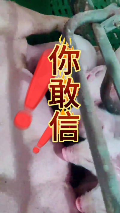 小猪抢不到奶，干瘦不长肉？成活率总上不去？😭
自从用上南商农科这款仔猪补奶机，再也没这烦恼！
✅ 一键设置下料参数，新手也能上手
✅ 恒温补奶，小猪抢着喝，长势超均匀
从车间精工组装到猪场落地使用，每