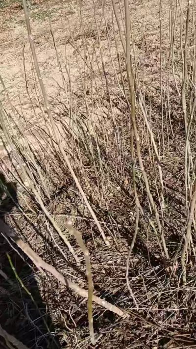 出售臭椿苗，巨峰葡萄苗。药用连翘苗，科研五号优质种苗，2/5年苗，药用连翘树，挂果树，全国包邮到家！财富密码18534302961