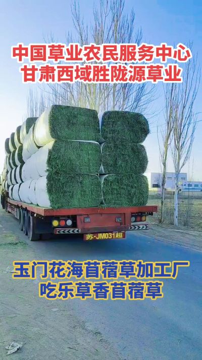 中国苜蓿草原产地批发苜蓿草 甘肃玉门胜陇源草业。18293765000