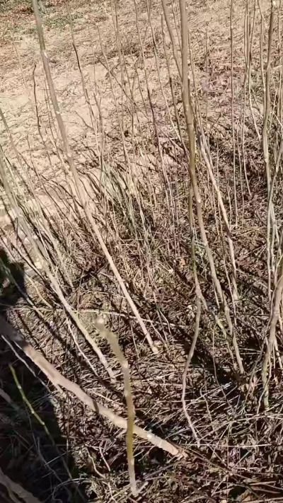 出售臭椿苗，巨峰葡萄苗。药用连翘苗，科研五号优质种苗，2/5年苗，药用连翘树，挂果树，全国包邮到家！财富密码18534302961