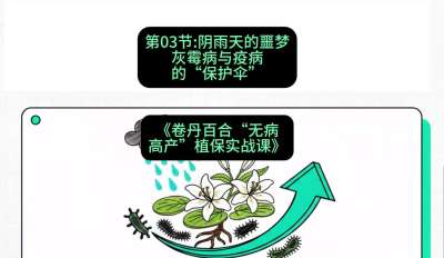 第03节：阴雨天的噩梦&mdash;&mdash;灰霉病与疫病的&ldquo;保护伞&rdquo;，课程：《卷丹百合&ldquo;无病高产&rdquo;植保实战课》#识农AI