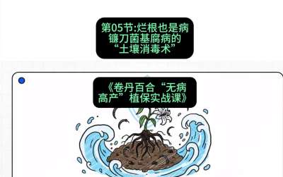 第05节：烂根也是病&mdash;&mdash;镰刀菌基腐病的&ldquo;土壤消毒术&rdquo; ，课程：《卷丹百合&ldquo;无病高产&rdquo;植保实战课》#识农AI
