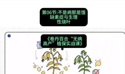 第06节：不是病那是饿&mdash;&mdash;缺素症与生理性烧叶 ，课程：《卷丹百合&ldquo;无病高产&rdquo;植保实战课》#识农AI