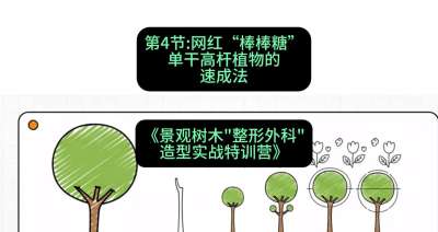 第04节：网红&ldquo;棒棒糖&rdquo;&mdash;&mdash;单干高杆植物的速成法，课程：《景观树木&ldquo;整形外科&rdquo;造型实战特训营》#识农AI