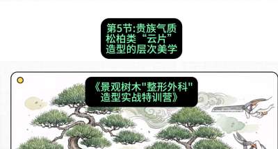 第05节：贵族气质&mdash;&mdash;松柏类&ldquo;云片&rdquo;造型的层次美学，课程：《景观树木&ldquo;整形外科&rdquo;造型实战特训营》#识农AI
