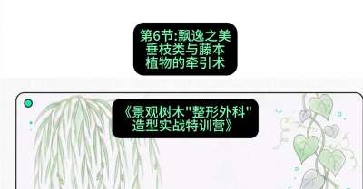 第06节：飘逸之美&mdash;&mdash;垂枝类与藤本植物的牵引术，课程：《景观树木&ldquo;整形外科&rdquo;造型实战特训营》#识农AI
