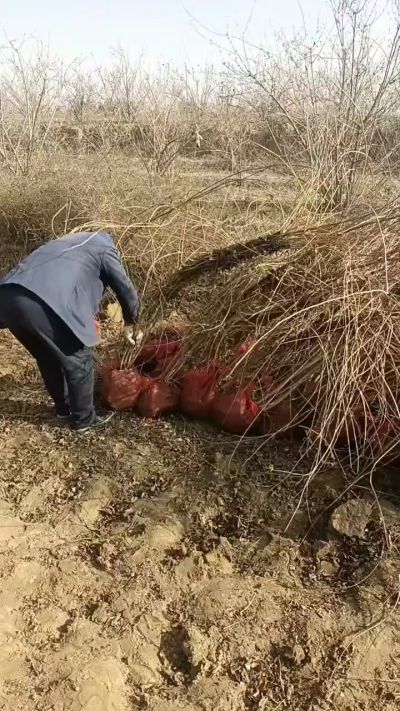 出售药用连翘苗，科研五号优质种苗，2/5年苗，药用连翘树，挂果树，全国包邮到家！财富密码18534302961出售药用连翘苗，科研五号优质种苗，2/5年苗，药用连翘树，挂果树，全国包邮到家！财富密码1