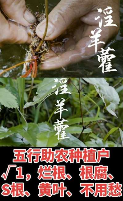 177，1907，0725，V 同号
1  老乡们！种淫羊藿不用乱买肥，咱这款专用肥，针对淫羊藿习性配的，壮苗防烂根，采收多卖钱，用过都回头！
2  咱种淫羊藿图的就是省心高产！专用肥薄肥勤施，苗不烧