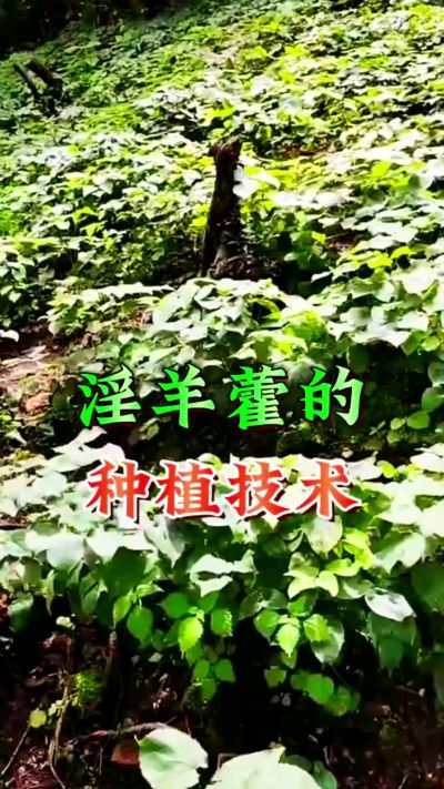 揭秘&ldquo;仙草&rdquo;淫羊藿的种植密码！耐严寒耐贫瘠，林下套种不占耕地，管理简单还能套种其他作物，一亩地的投入两亩地的收益～ 想返乡创业的赶紧码住！ #淫羊藿种植技术 #返乡创业项目 #药材种植指南 #农业新风