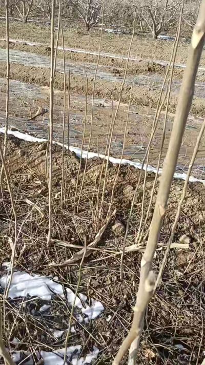 臭椿苗，一年苗，需要联系我，全国包邮到家。18534302961