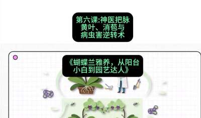 第六节：神医把脉：黄叶、消苞与病虫害逆转术，课程：《蝴蝶兰雅养六讲：从阳台小白到园艺达人》#识农AI
