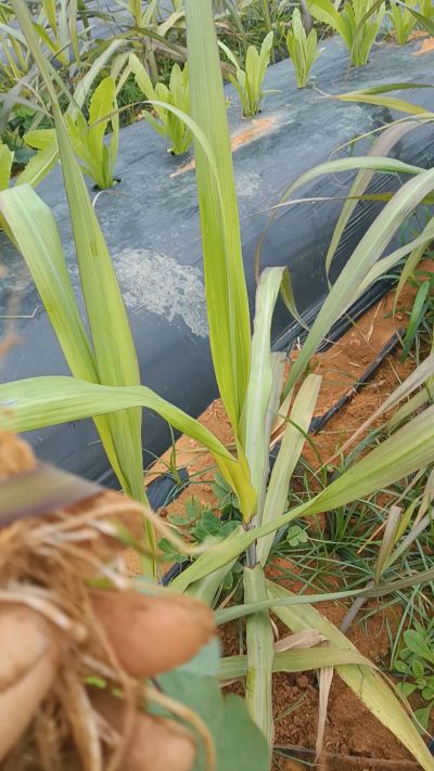 黑甘蔗种植下去，三个月。第一次追肥，