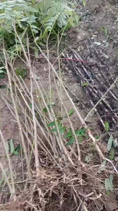 出售臭椿苗，巨峰葡萄苗。药用连翘苗，科研五号优质种苗，2/5年苗，药用连翘树，挂果树，全国包邮到家！财富密码18534302961