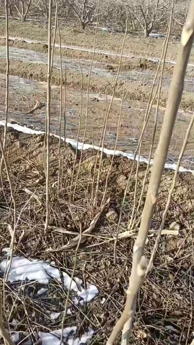 出售臭椿苗，巨峰葡萄苗。药用连翘苗，科研五号优质种苗，2/5年苗，药用连翘树，挂果树，全国包邮到家！财富密码18534302961