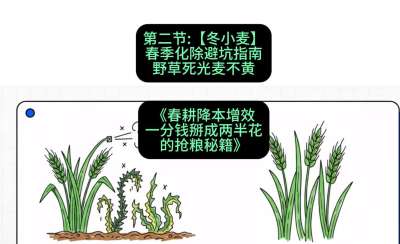 第二节：【冬小麦】春季化除避坑指南，野草死光麦不黄