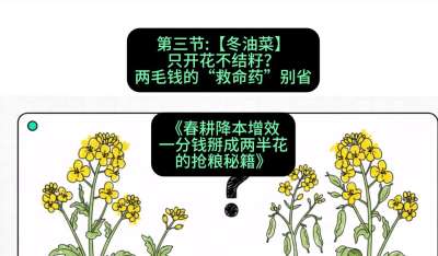 第三节：【冬油菜】只开花不结籽？两毛钱的&ldquo;救命药&rdquo;别省
