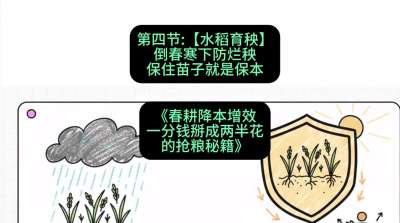 第四节：【水稻育秧】倒春寒下防烂秧，保住苗子就是保本