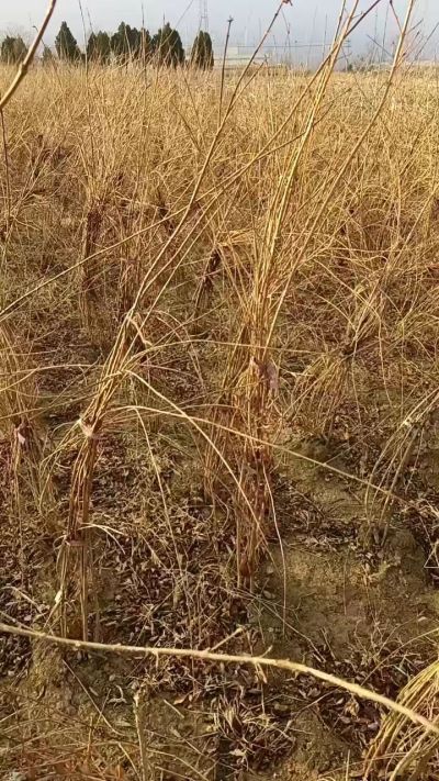 出售药用连翘苗，科研五号优质种苗，2/5年苗，药用连翘树，挂果树，全国包邮到家！财富密码18534302961出售药用连翘苗，科研五号优质种苗，2/5年苗，药用连翘树，挂果树，全国包邮到家！财富密码1