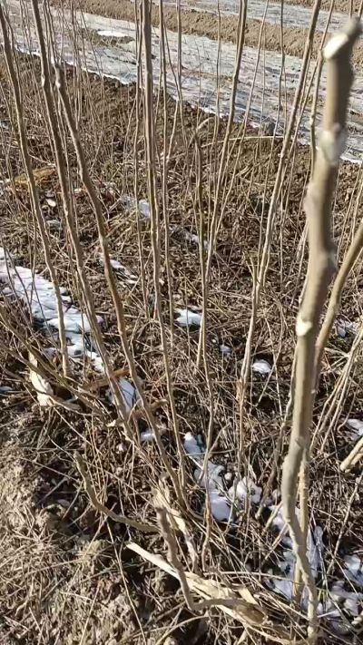 出售臭椿苗，巨峰葡萄苗。药用连翘苗，科研五号优质种苗，2/5年苗，药用连翘树，挂果树，全国包邮到家！财富密码18534302961