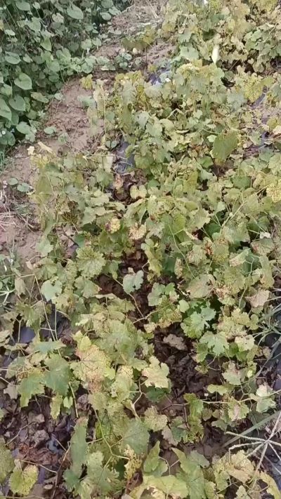 出售巨峰葡萄苗。药用连翘苗，科研五号优质种苗，2/5年苗，药用连翘树，挂果树，全国包邮到家！财富密码18534302961