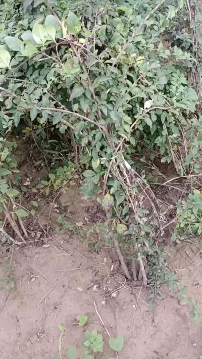 出售药用连翘苗，科研五号优质种苗，2/5年苗，药用连翘树，挂果树，全国包邮到家！财富密码18534302961