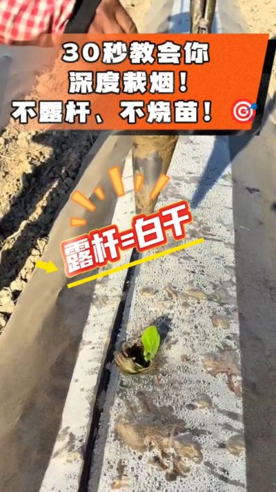 这个栽法太关键了！深栽是烤烟成活的根本，亲测有效！