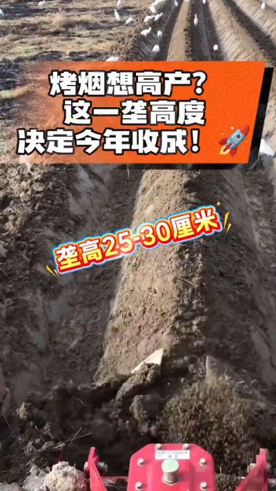 想让烤烟高产，就得从细节抓起。分享一点实打实的干货，只为帮大家少走弯路，种出好烟叶！🌱👍