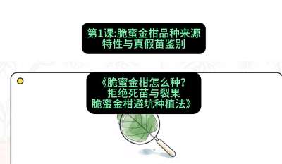 第1节：脆蜜金柑品种来源、特性与真假苗鉴别，课程：《脆蜜金柑怎么种？拒绝死苗与裂果，脆蜜金柑8步避坑种植法》#识农AI