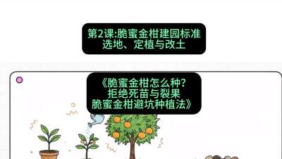 第2节：脆蜜金柑建园标准：选地、定植与改土，课程：《脆蜜金柑怎么种？拒绝死苗与裂果，脆蜜金柑8步避坑种植法》#识农AI