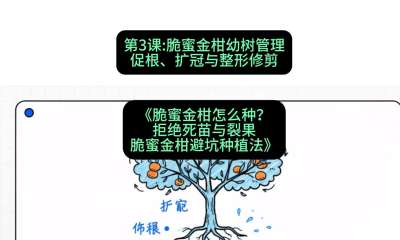 第3节：脆蜜金柑幼树管理：促根、扩冠与整形修剪，课程：《脆蜜金柑怎么种？拒绝死苗与裂果，脆蜜金柑8步避坑种植法》#识农AI