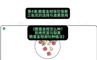 第4节：脆蜜金柑保花保果：三批花的选择与激素使用，课程：《脆蜜金柑怎么种？拒绝死苗与裂果，脆蜜金柑8步避坑种植法》#识农AI