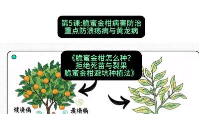 第5节：脆蜜金柑病害防治：重点防溃疡病与黄龙病，课程：《脆蜜金柑怎么种？拒绝死苗与裂果，脆蜜金柑8步避坑种植法》#识农AI