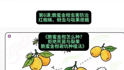 第6节：脆蜜金柑虫害防治：红蜘蛛、蚜虫与吸果夜蛾，课程：《脆蜜金柑怎么种？拒绝死苗与裂果，脆蜜金柑8步避坑种植法》#识农AI