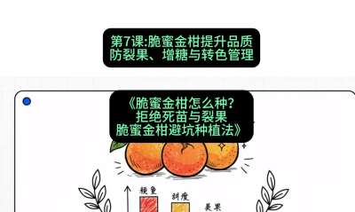 第7节：脆蜜金柑提升品质：防裂果、增糖与转色管理，课程：《脆蜜金柑怎么种？拒绝死苗与裂果，脆蜜金柑8步避坑种植法》#识农AI