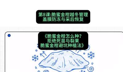 第8节：脆蜜金柑越冬管理：盖膜防冻与采后恢复，课程：《脆蜜金柑怎么种？拒绝死苗与裂果，脆蜜金柑8步避坑种植法》#识农AI