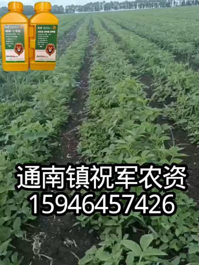 大豆苗前封闭，可封红根苋菜，灰菜，兰花菜，野豆子，捞豆秧等恶性杂草，封杀兼备的高端产品。