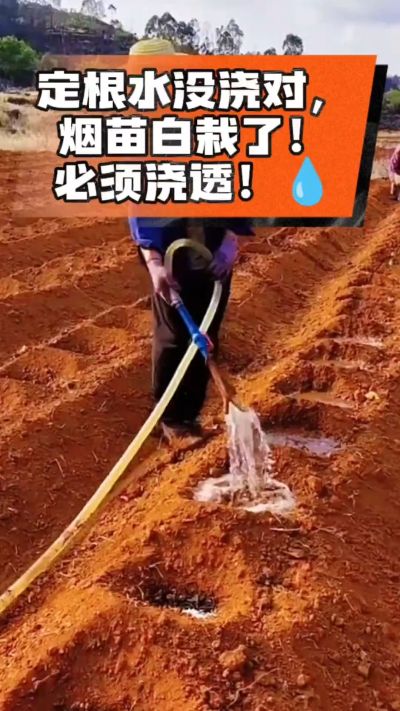 烤烟移栽定根水这么浇，烟苗稳活不僵苗！水里加点它，缓苗快、长势壮，种烟新手必看！