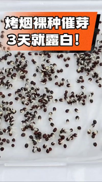 烤烟裸种催芽小技巧，清水浸泡、保温保湿，3天就能露白，出苗快又齐！烟农朋友收藏备用～