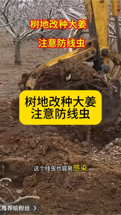 树地改种大姜，注意防线虫！