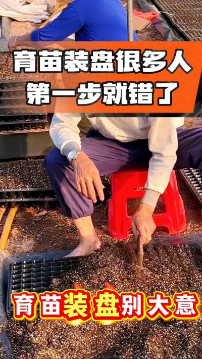 烤烟育苗基质装盘，一步做对，出苗整齐又壮苗！装盘技巧记牢，少走弯路，育苗更省心