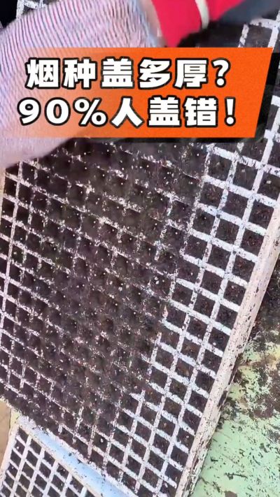 烟种盖多厚？90%烟农都盖错！薄盖才出苗齐、不闷种，烤烟育苗关键一步，照着做就对了