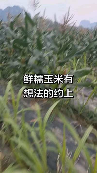 农户种植的白糯玉米大量上市，助农帮农在行动